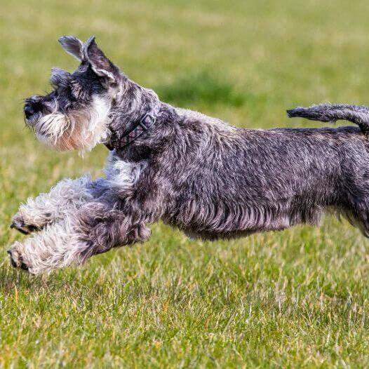 Schnauzer store dog size